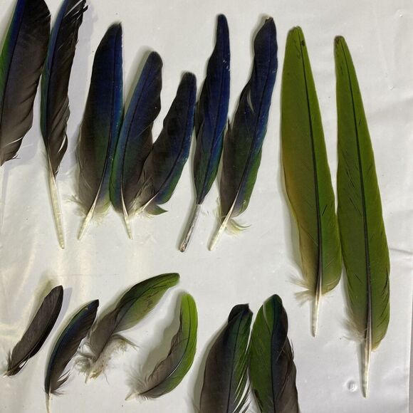 Nanday Conure Parrot Feathers Green Blue Black Mixed Naturally Molted 24 Piece - Picture 4 of 5